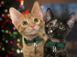holiday pet tips, kittens and christmas tree, holiday kittens